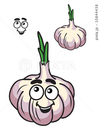 Healthy fresh garlic vegetable 10844438
