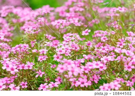 都市農業公園の淡い紫色のイモカタバミの花 都市農業公園の淡い紫色のイモカタバミの花 10844502