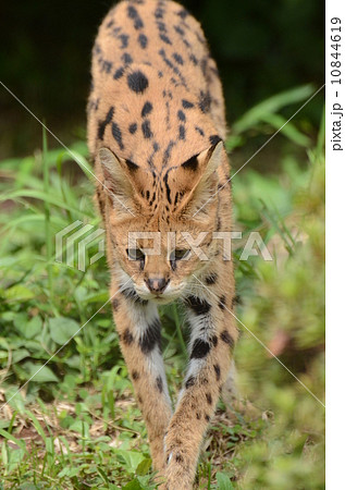 サーバルキャット 10844619