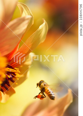 ミツバチとダリア 10844796