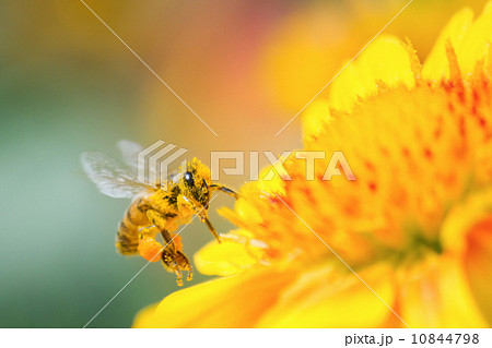 花粉にまみれながら蜜を飲むミツバチの写真素材