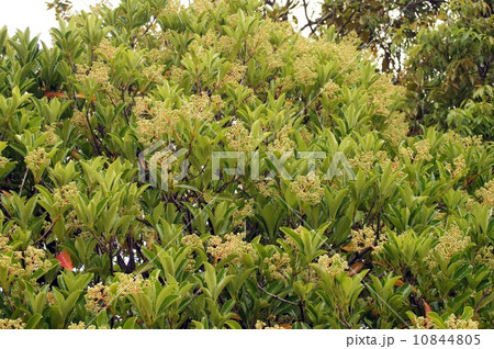 少し膨らんだサンゴジュのつぼみ 10844805