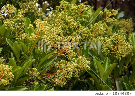 少し膨らんだサンゴジュのつぼみ 10844807