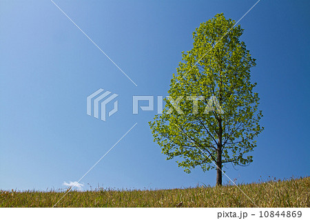 丘の上のユリノキ 丘の上のユリノキ 10844869