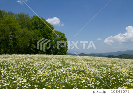 カモミールの丘 10845075