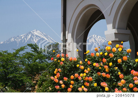 安曇野の5月　北アルプスとバラ 10845078
