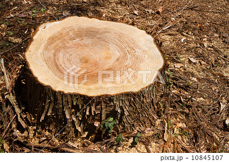 大きな切り株 大きな切り株 10845107