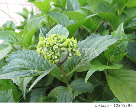 紫陽花 紫陽花 10845297