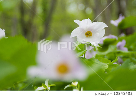 シラネアオイ 10845402