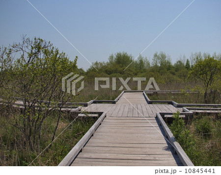初夏の釧路湿原 10845441