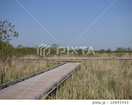 初夏の釧路湿原 10845443