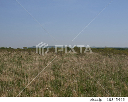 初夏の釧路湿原 10845446