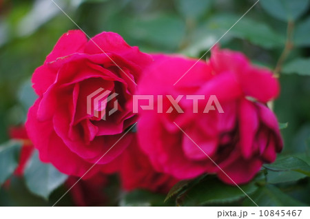 赤薔薇 赤薔薇 10845467