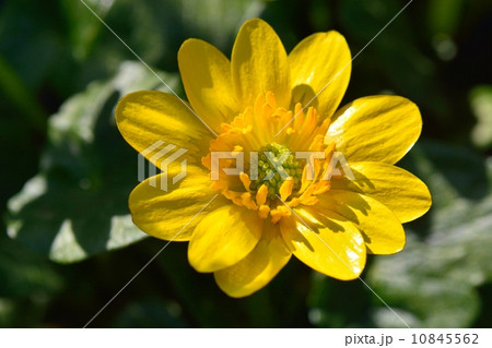 ヒメリュウキンカ 10845562