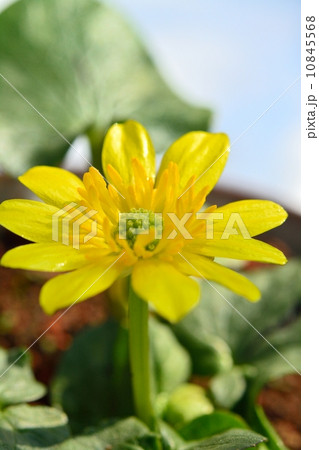 ヒメリュウキンカ 10845568