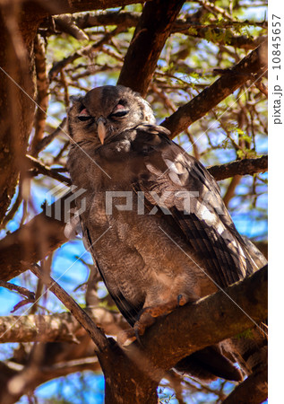 クロワシミミズク 10845657