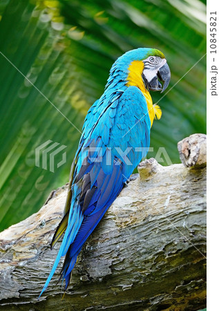 Blue and Gold Macaw 10845821