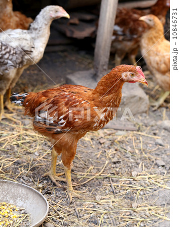 Free - range brown hen. 10846731