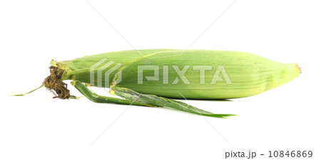 Closed corn cob. 10846869