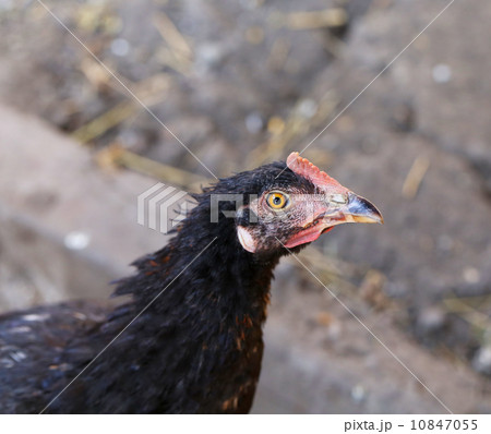 Head of gray hen. Close up. 10847055