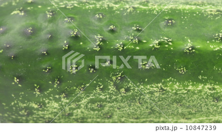 Close up of a fresh cucumber. 10847239