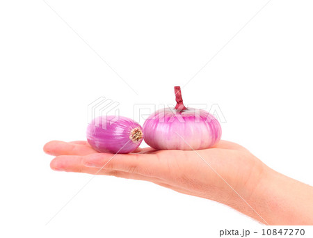 Hand holds red onions. 10847270
