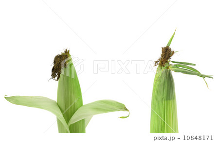 Fresh corn on cob. Fresh corn on cob. 10848171