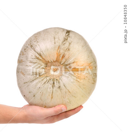 Hand holds of white pumpkin. 10848350