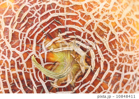 Melon skin texture close up. 10848411