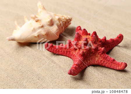 Red starfish and shell on sandy background Red starfish and shell on sandy background 10848478