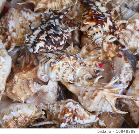 Background of seashells photographed close-up. 10848588