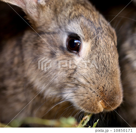 Head of brown rabbit. Close up. 10850171