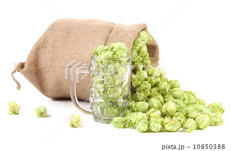 Sack and mug with hop. 10850388