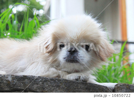 Little dog on the stone in garden 10850722