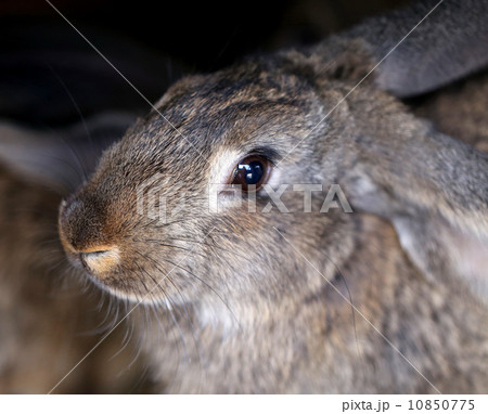 Head of brown rabbit. Close up. 10850775