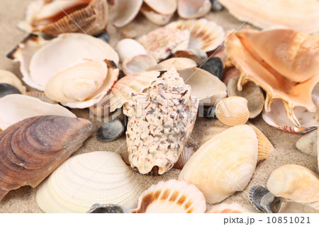 Sea shells on sand as background . Close up. 10851021