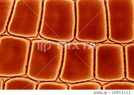 Red crocodile skin texture as a wallpaper. 10853111