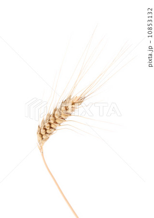 Closeup of a barley ear Closeup of a barley ear 10853132