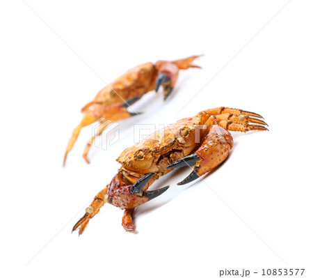 Two yellow boiled crab Two yellow boiled crab 10853577