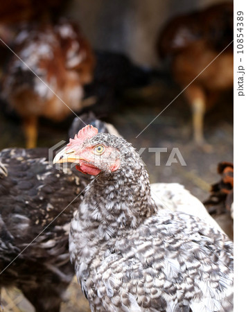 Free - range gray hen. Henyard. 10854389