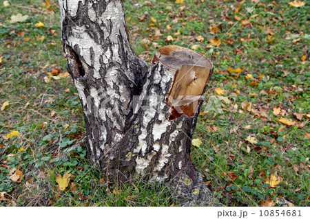 Stump of a cut tree Stump of a cut tree 10854681