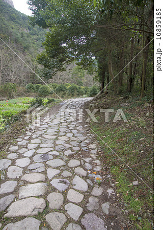 Forest corridor 10859185