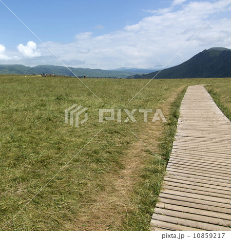 Grassland corridor 10859217
