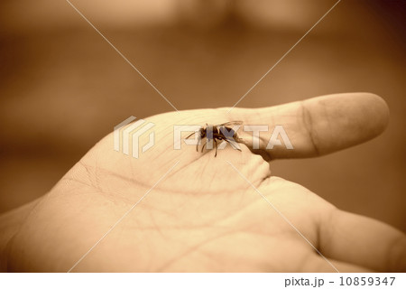 The hands of the bees The hands of the bees 10859347