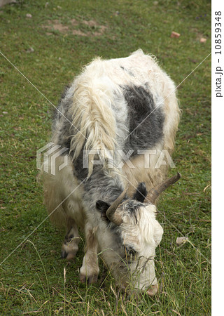 White yak White yak 10859348
