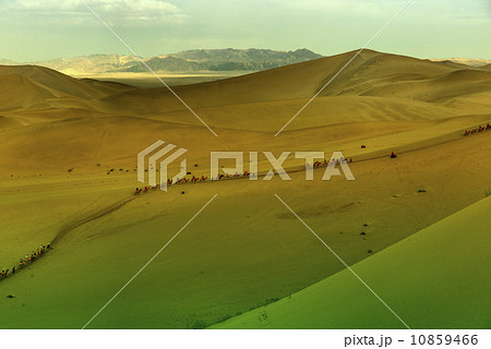 Desert camel Desert camel 10859466