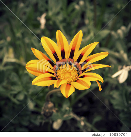 Gazania rigens Gazania rigens 10859704