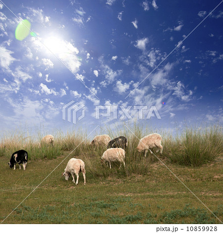 Sheep meadow sky 10859928
