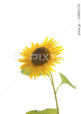 Sunflower Sunflower 10860150