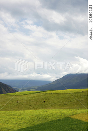 Cattle and mountain meadow 10860181